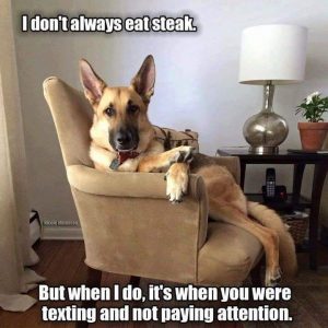 A German Shepherd Dog reclines on a chair with their front paws crossed on the arm, looking at the camera almost cynically. Words in meme font read I don't always eat steak. But when I do, it's when you were texting and not paying attention.